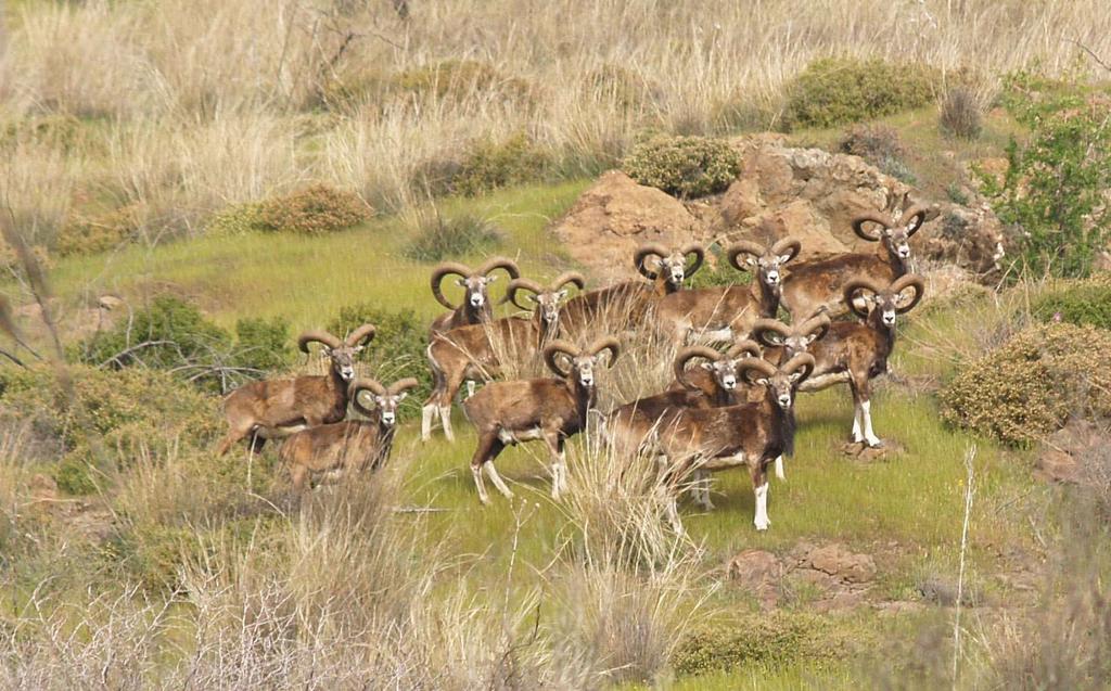 The mouflon of Cyprus Ovis orientalis ophion or Agrino, is an endemic subspecies of wild sheep restricted to the island, with a strict protection status given through its