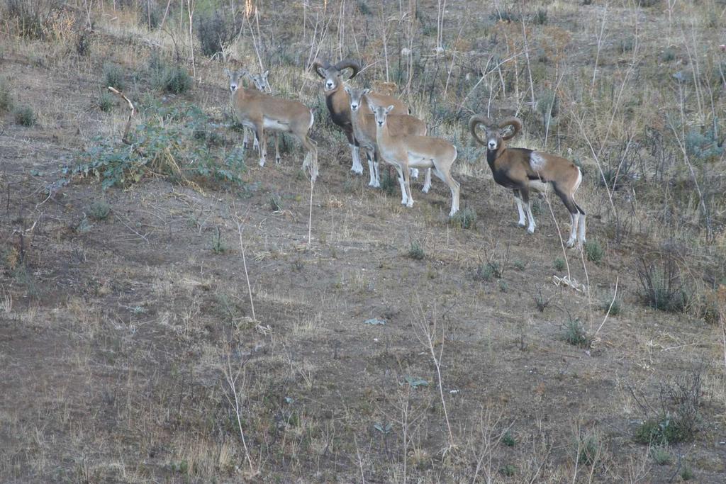 Fall counts are carried out since 1997 to have an estimate of mouflon numbers and distribution.