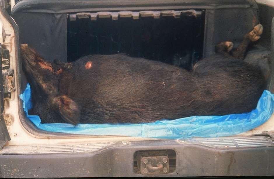 Illegal release of wild boar in Troodos mtns late 1990s.