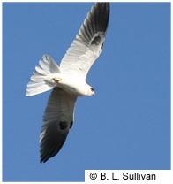. The white-tailed kite has no federal regulatory status; however, the species is protected under the federal Migratory Bird Treaty Act. A.0.