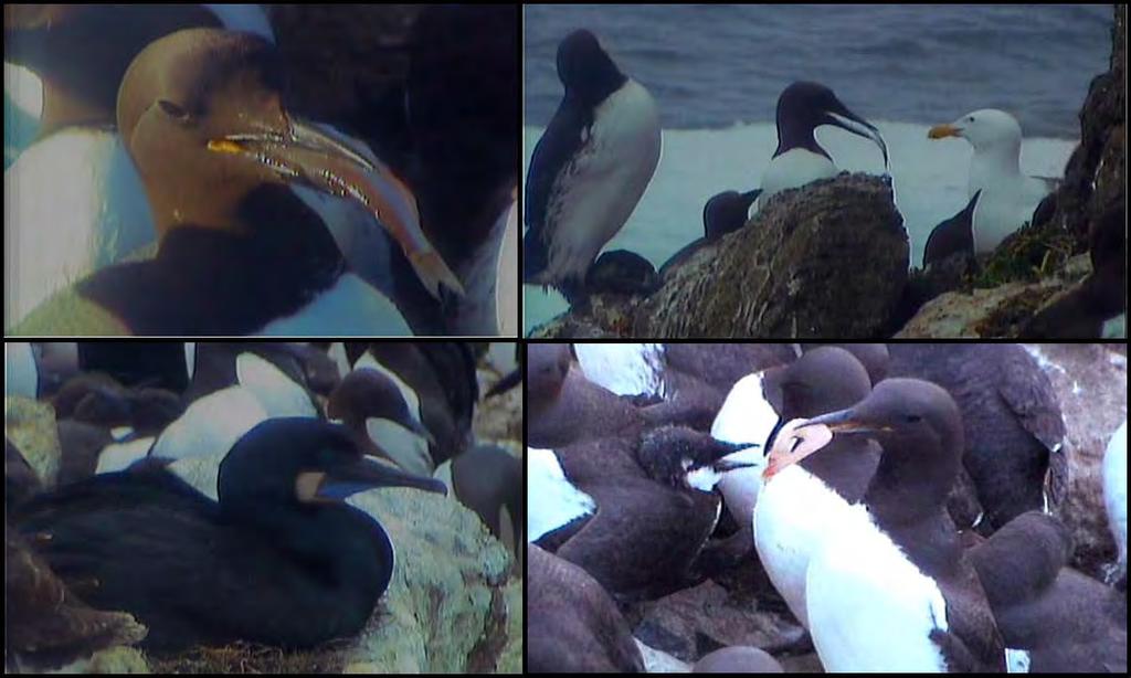 3) The monitoring of Common Murre (Figure 3) reproductive performance, foraging effort, and chick diet collectively provided valuable information about the health of seabirds nesting in the NCSR.