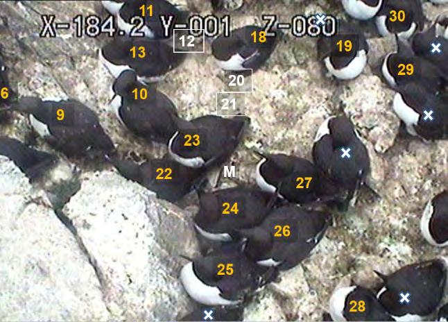 Colony-based Observations To observe Common Murre and other diurnally active seabirds we used two weatherproof, remotely controlled video cameras capable of real-time panoramic scanning (360 o ),