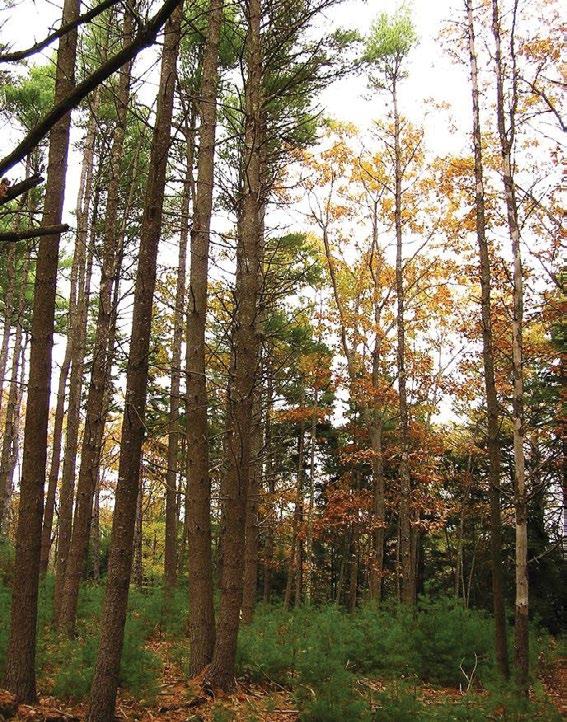 COMMON TREE SPECIES Red Oak White Pine Eastern Wood- Pewee Scarlet Tanager BIRDER S DOZEN Red Maple Eastern Hemlock Veery Wood Thrush