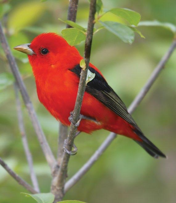 SONG Like a robin with a sore throat; call an abrupt chick-burr FOOD Insects FUN FACT The female scarlet tanager sings a song similar to the male s song, but softer,