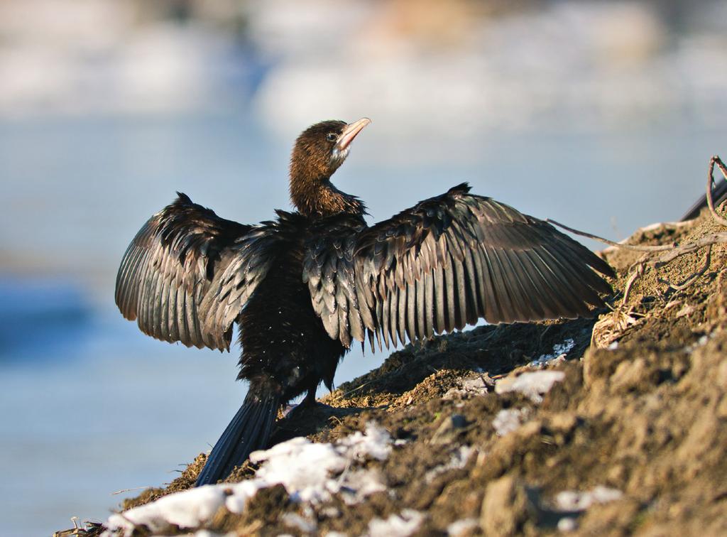 Frontiere verzi: Din 2009, WWF derulează proiectul LIFE+, Frontiere Verzi- Green Borders, Conservarea transfrontalieră a speciilor de cormoran mic și rață roșie în situri cheie din România și
