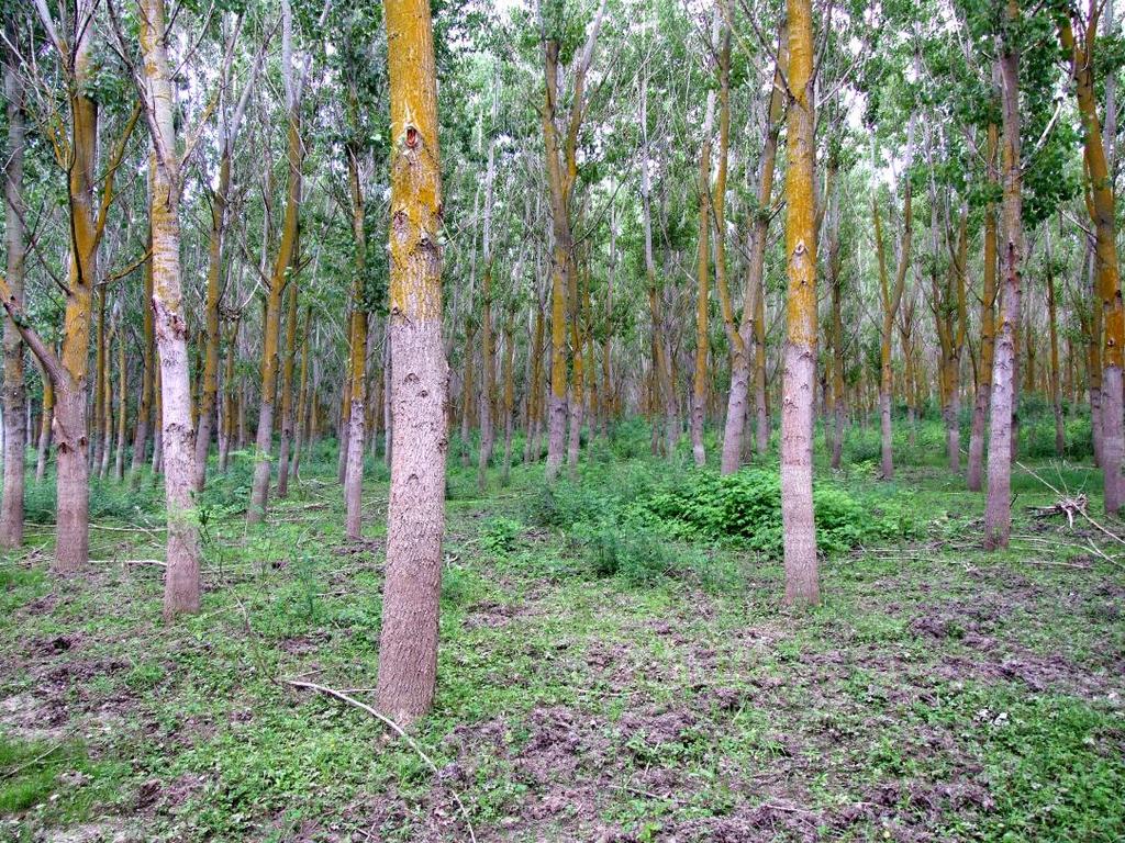 a.pădurea Pădurea este unul din cele mai complexe ecosisteme. Elementul constitutiv de bază al pădurilor sunt arborii. Fără arbori nu există păduri.