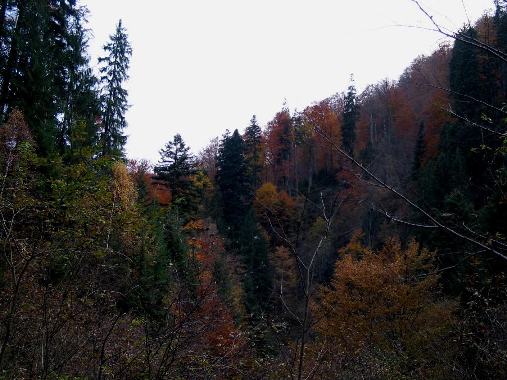 Fig. 5. Pădure de amestec toamna.