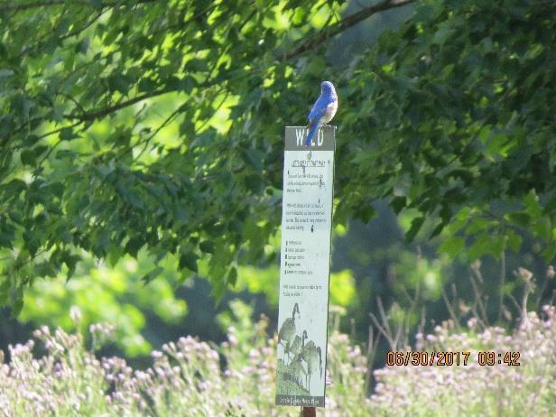 The female bluebird above nested in box # 10 and must have liked that number for disc golf at Bacon Woods.