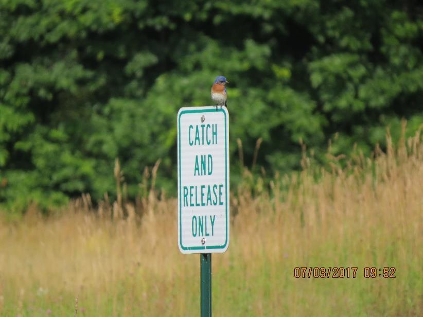 The male bluebird at Royal Oaks probably doesn t want to be caught but certainly should be released!