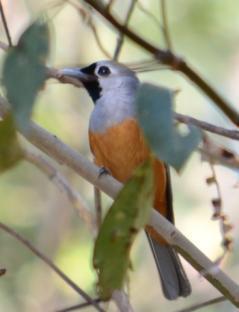 Birds nectar rich flowers, fruits, seeds and insects, spiders, lizards Australian
