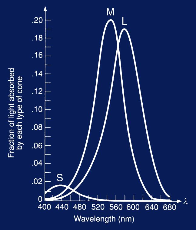 Cone Responses S,M,L cones have broadband spectral sensitivity S,M,L neural