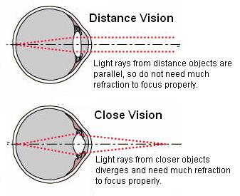 The Lens: Accommodation (adjustments) The process by which the eye s
