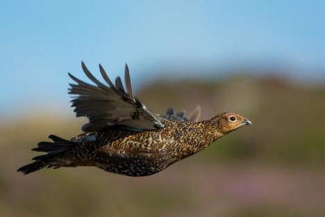 A very fast shutter speed of 1/4000th sec was used to freeze the motion of this grouse in flight To adjust the shutter speed on your DSLR, go to the shutter speed priority mode on your camera.