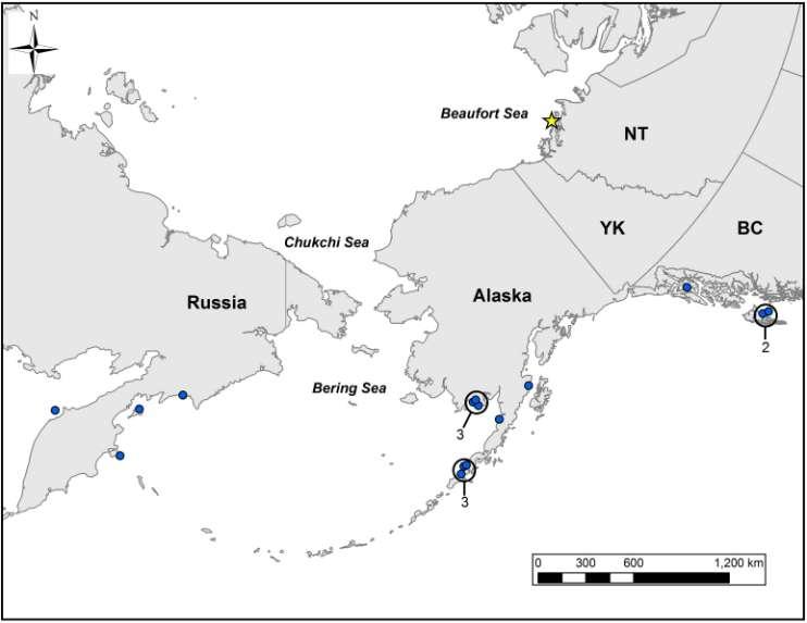Figure 1 Winter locations of Long-tailed Ducks (n = 15) that were captured at McKinley Bay, Northwest Territories (yellow star) in August 2009.