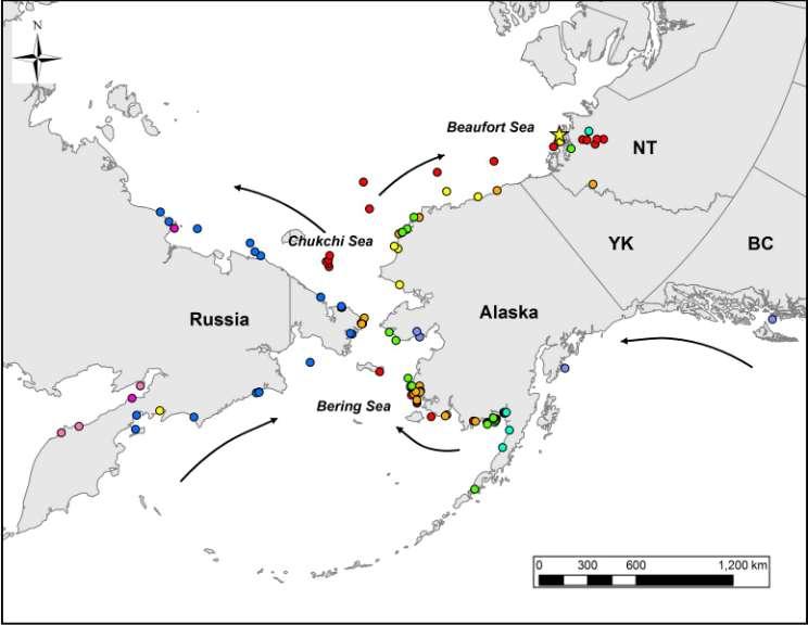 Figure 2 Spring migration 2010 of Long-tailed Ducks (n = 9) that were captured at McKinley Bay, Northwest Territories (yellow star) in August 2009.