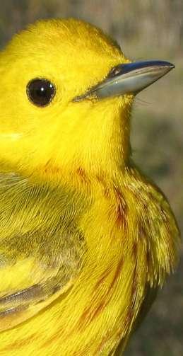 Recaptures The Story of 2210-5811 - Yellow Warbler Adult male originally banded on May 20, 2003, has been recaptured at TTPBRS 21 times!