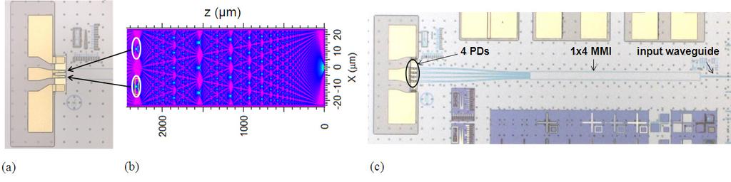 Fig. 6. 2-element PD array: PDs with RF pads (a), simulated intensity distribution in multimode waveguide (b) with PD locations being circled. (c) 4-element PD array.