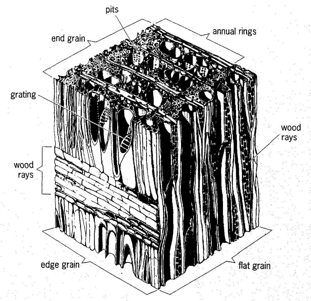 Wood anatomy 601 hardwoods. They usually have small cavities and relatively thick walls. Thin places or pits in the walls of the wood fibers and vessels allow sap to pass from one cavity to another.