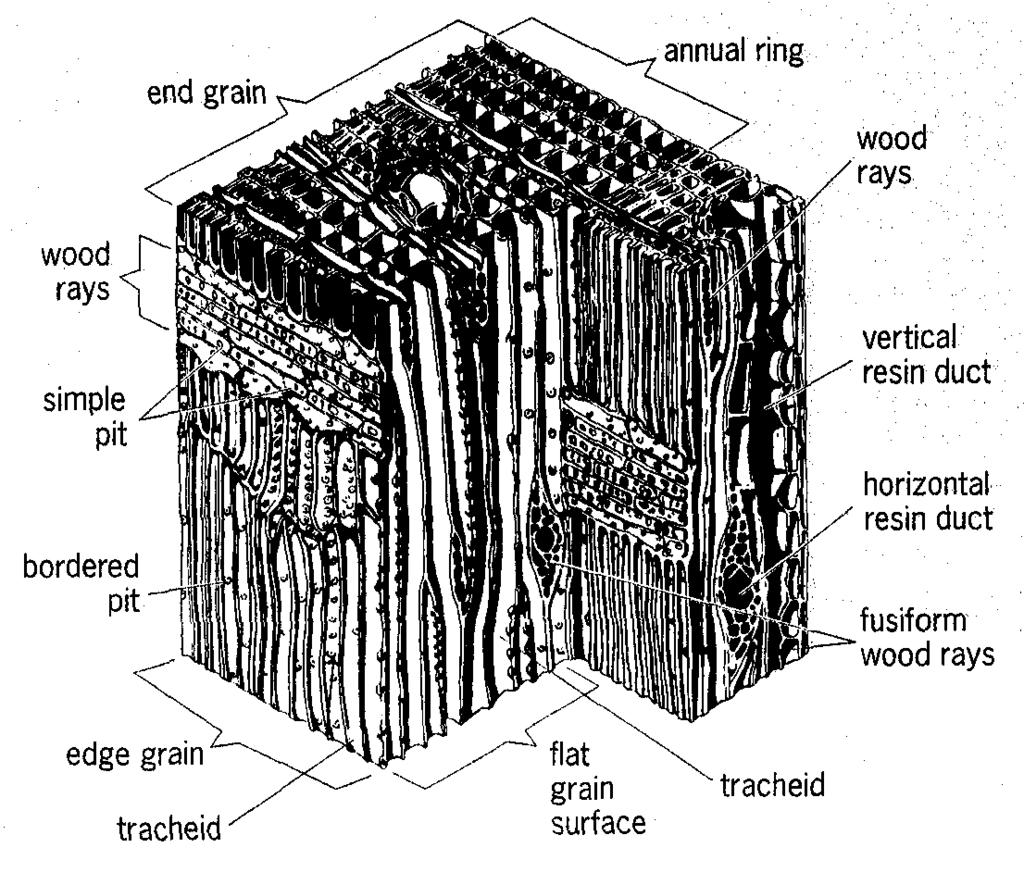 Most of the rays in flat-grain surfaces are two to five cells wide, but their width and height vary in different species of hardwoods from 1 to more than 50 cells wide and from less than 100 to more