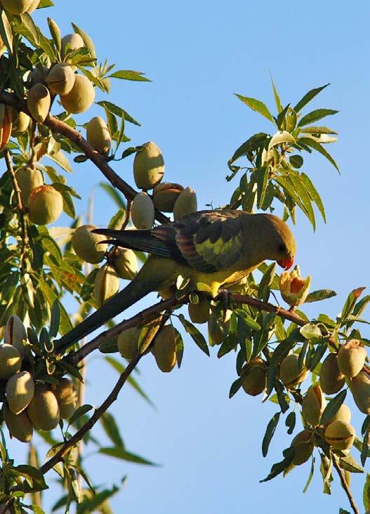 Charles Sturt University projects Managing agricultural landscapes to maximise production and conservation outcomes: the case of the Regent Parrot PhD 1: The costs and benefits of birds in almond