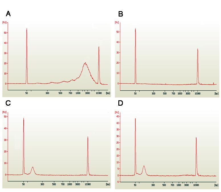 Fig 3. High recovery of ccfdna confirmed by bioanalyzer analysis: Different amounts of HeLa mononucleosome were spiked into 0.