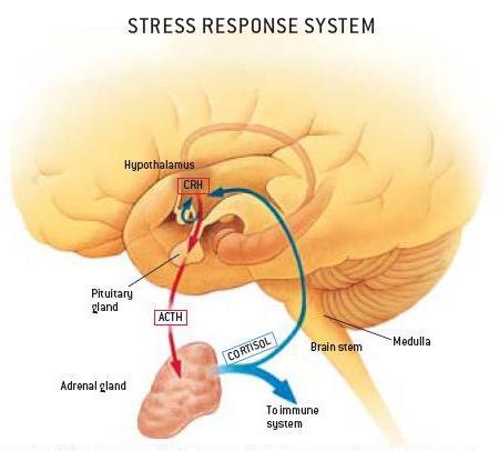 MINDFULNESS: Cure For Stress Stress system is turned off