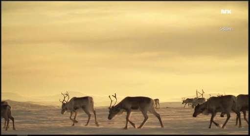 The programme showed the reindeer in their natural environment with an example of the finished produced picture as shown in Figure 9.