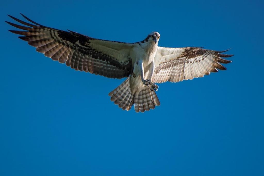 The hovering ability of the Osprey allows for more control when coming in for a landing as this