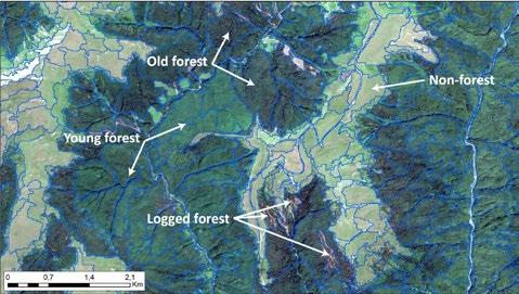 4 Derivarea suprafețelor forestiere 4.1 Segmentarea Pentru identificarea pădurilor virgine potențiale din România a fost utilizată o clasificare orientată pe obiect.