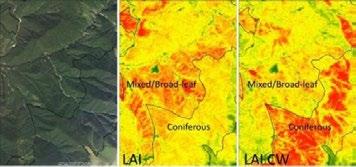 FIGURA 13. Comparație între indicii LAI și LAI CW pentru diferite tipuri de pădure (foioase versus conifere) FIGURA 14.