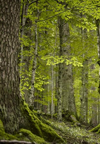 Despre protecția pădurilor virgine în România Iovu - Adrian Biriș Tema protejării pădurilor virgine a fost, în ultimul sfert de secol, o prezență constantă atât pe agenda comunității științifice din