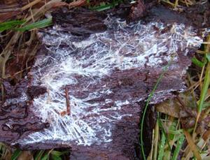 White mycelia growing on wood (photo: bugginout.com) Once started, the rate and extent of decay depends on how long favorable conditions for fungal growth last.