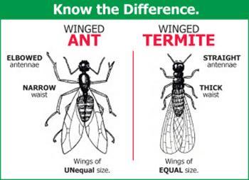 How to distinguish between ants and termites (image: primepest.