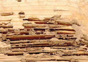 Wood that has been infested for some time may be mostly hollow with passages and may appear rotten.