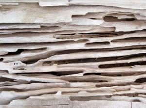 Clean carpenter ant galleries in wood (photo: mcinroybasemsntsystems.