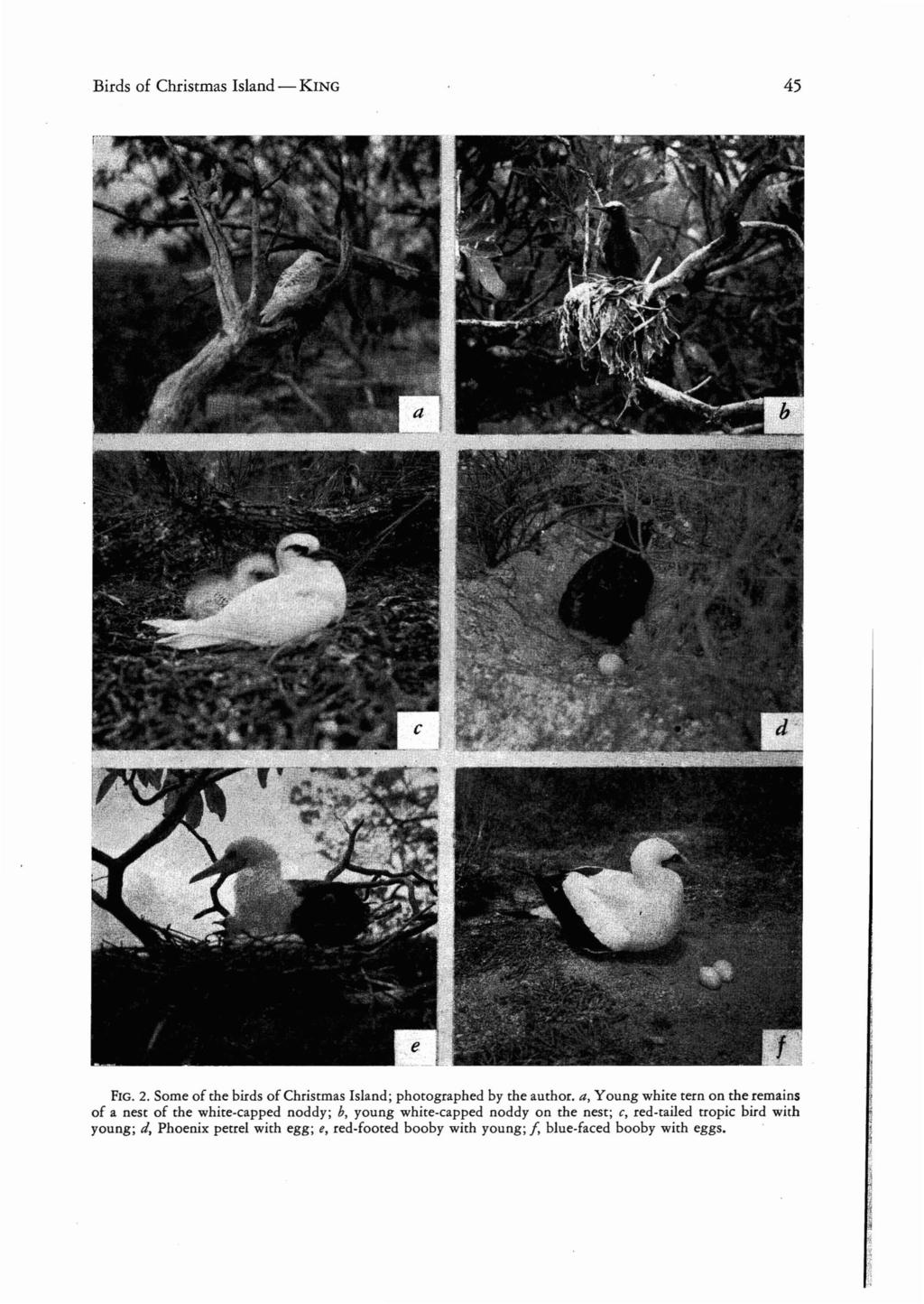 Birds of Christmas Island - KING 45 FIG. 2. Some of the birds ofchristmas Island; photographed by the author.