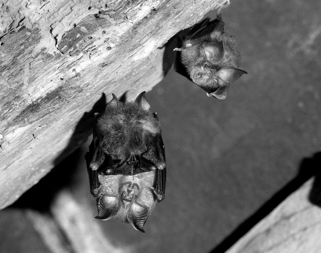 CHAPTER 1 BATS AND THE LAW 20 Public Inquiry confirms importance of lesser horseshoe bat roost In the autumn of 1991, a breeding roost of lesser horseshoe bats Rhinolophus hipposideros in an old