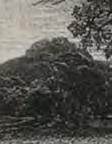 [The Skylark] Samuel Palmer [etched 1850, this impression 1857]. Etching on india with very large margins, platemark 120 x 100mmm (4¾ x 4"). Uncut sheet.