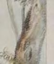 Charrington 125 iii/iii Stock: 36525 357. [Old man m holding a sword.] Painted by Sal. Rosa.