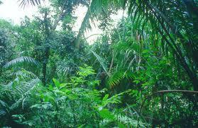 Heat, humidity, dense jungles and unfriendly