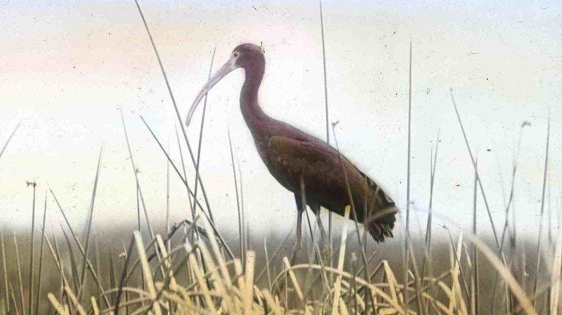 White-faced Ibis (now 20% of world s