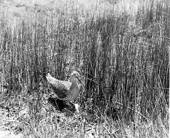 Successes: Long-billed curlew 1948 USDI Fish and Wildlife