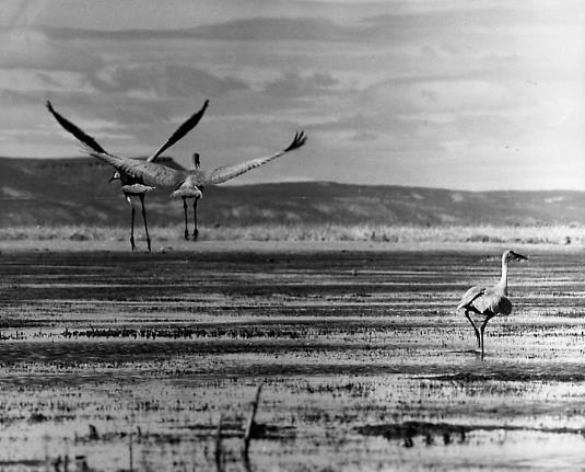 Successes: Sandhill cranes 1957 USDI Fish and Wildlife Service,