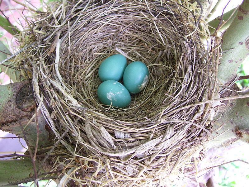 NE Nest with Eggs: Nest with eggs (or eggshells on ground).