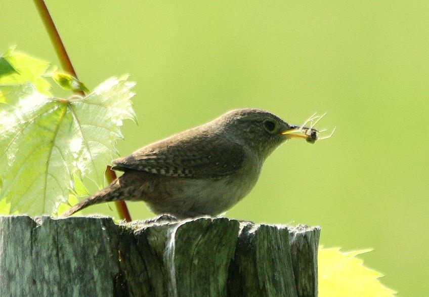 FY Feeding Young: Adult bird feeding recently