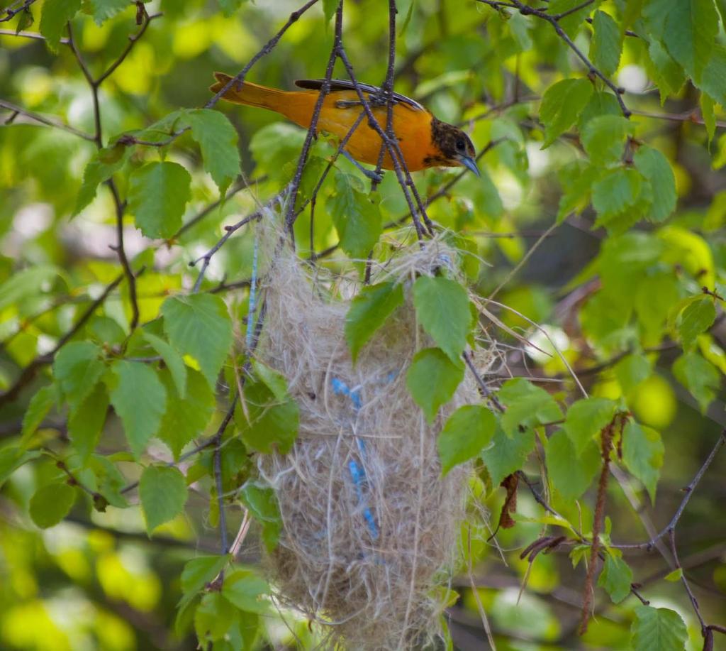 You ve seen lots of oriole nests; how