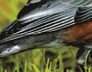 A robin has a beak, or bill.