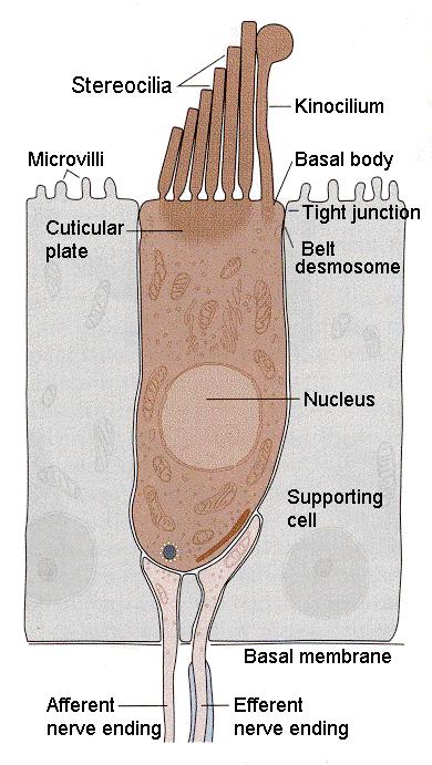 Diagram of the Ear synapse Ions cause the movement of 'packages' of another chemical, a 'neurotransmitter' called glutamate.