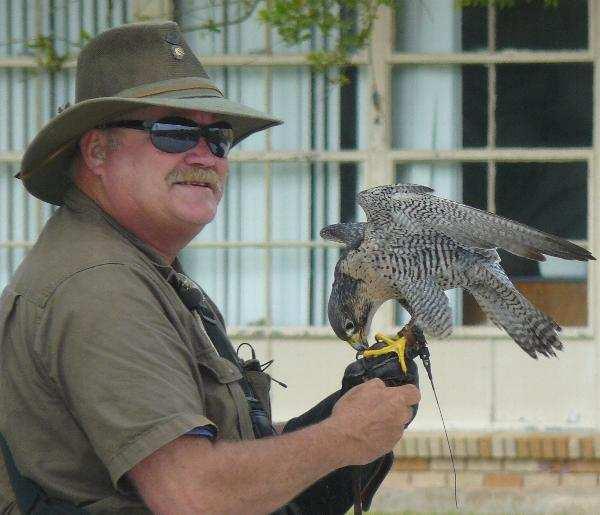 4 Renegade, a Peregrine Falcon. Renegade is sometimes allowed to fly free during Birds of Prey Shows.