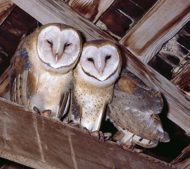 European eagle owl Barn owls Do You Know? Owls have softer, fluffier feathers than most birds. Their soft feathers allow them to fly silently and sneak up on their prey.